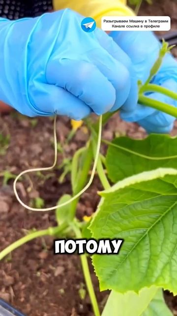 Растение огурчиков у нас хорошо подросли #огород #дач? смотреть онлайн