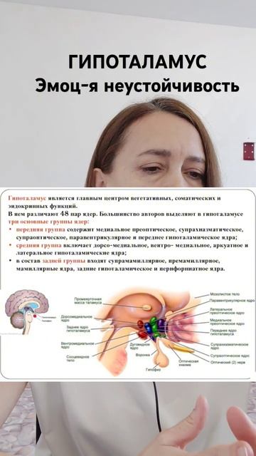 Нервное истощение, эмоциональная неустойчивость, гомеостаз. Гипоталамус, теория и нейроупражнения