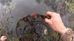 Как наловить много живца на морды и хранение.