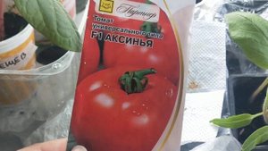 Можно ли брать семена из гибрида F1, томат Аксинья F1, на?