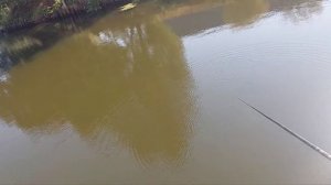 Ловля уклейки на гирлянду.