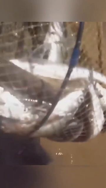 Мужик упустил жереха #рыбалка #fishing #карп #озеро #щука #ca смотреть онлайн