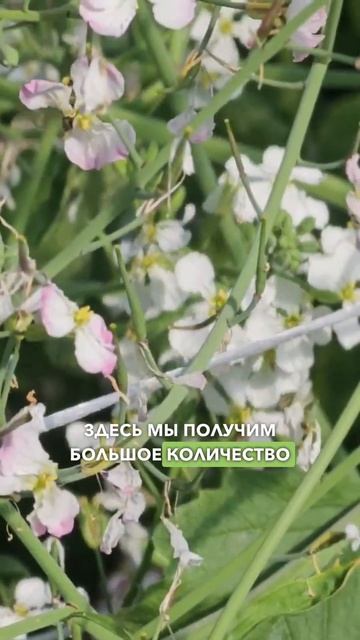 ЭЛИТНЫЕ СЕМЕНА РЕДИСА! Селекция редиса в Агрофирме По?
