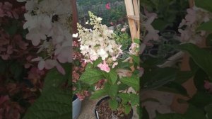 Гортензия Петит Лантерн