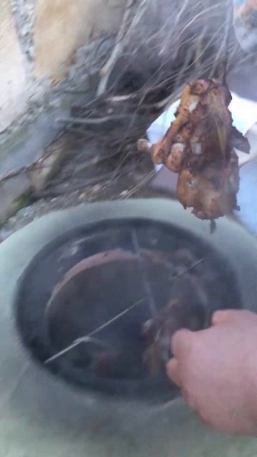 Курочка в тандыре😍 #тандыр#крым#курочкавтандыре#еда смотреть онлайн