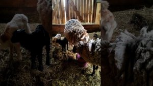 НОВЫЕ БОГАТЫРИ ФЕРМЫ: ПОЗДНИЙ ОКОТ КАТУМКИ ПРИНЕС ДВОЙНЮ 🐑