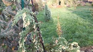 Кипарисовик нутканський Глорія Полоніка.Кипарисовик