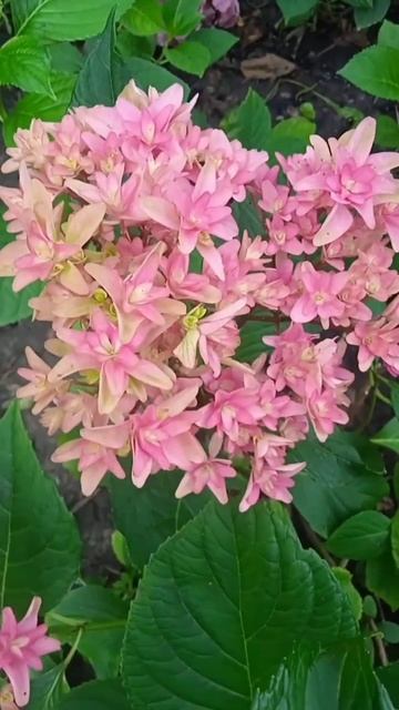 Гортензія Princess Diana #hydrangea #flowers #продаж #hydrangeaflower #garden #natur смотреть онлайн