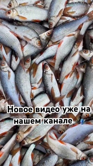 #рыбалканаалтае #рыбалка #fishing #youtube