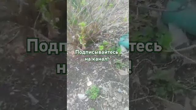 Как получить богатый урожай смородины. Супер метод. Мои книги в шапке канала#garden #садоводничество