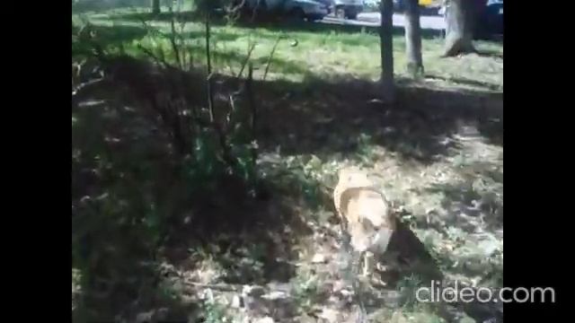 ВЛОГ. Прогулялись с Сюзечкой. Мама нажарила вкусной салаки. Приготовила классные чипсы!