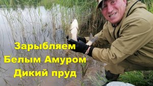 Зарыбляем БЕЛЫМ АМУРОМ  дикий пруд! #белыйамур #зарыбление