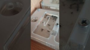 обзор на мурарьёв messor barbarus