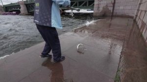 ОТВОДНОЙ ПОВОДОК НА НЕВЕ. Рыбалка в центре города.