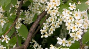 Стих Сергея Есенина | Черемуха душистая | Russian poetry