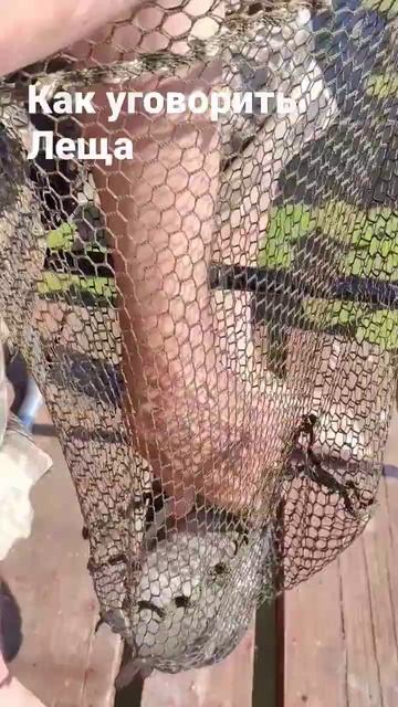 Как уговорить Леща.Рыбалка #лещь #лещнафидер #рыбалка # смотреть онлайн