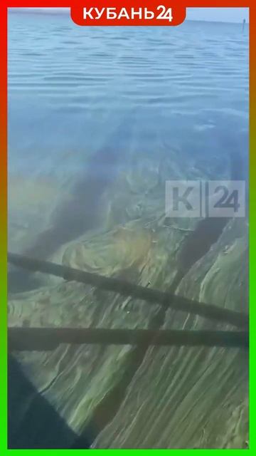 Купальня Шрека появилась на месте Таманского залива в