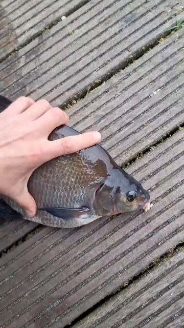 Самый красивый лещ #fishing #рыбалка смотреть онлайн