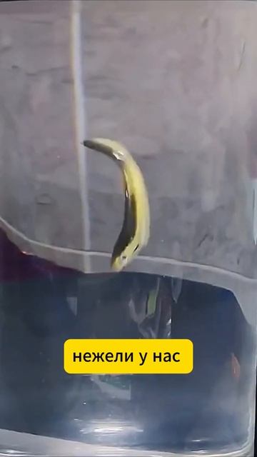 Необычная приманка, которая показывает эффективный р? смотреть онлайн