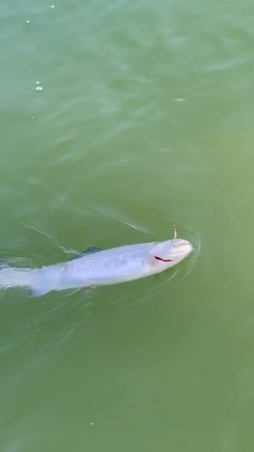 #рыбалка #поймалотпусти #рекомендации #рыбалкавмоскве смотреть онлайн