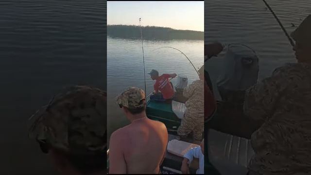 Рыбалка в Астрахани 2024 #Камызякские псы смотреть онлайн