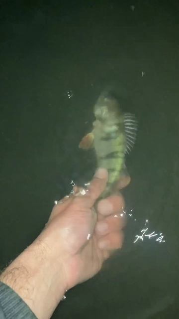 Поймал, отпусти😎 #2024 #отдых #fishing #новосибирск #рыбалка смотреть онлайн