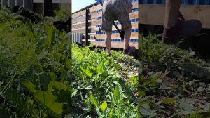 установка шифера вдоль забора