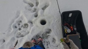 ЗИМНЯЯ РЫБАЛКА НА ЧУДСКОМ ОЗЕРЕ.СЕЗОН 2025 ОТКРЫТ ОТЛИЧ?