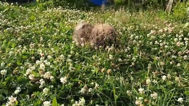 Девочка померанского шпица смотреть онлайн