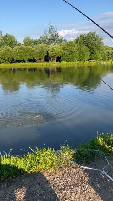 Карп на донку #fishing #карп #carpfish #carpfishing #fish #carp смотреть онлайн