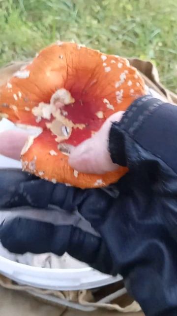 Закрытие сезона, 2024,было здорово😌🤜🤛🙏🙏🙏 смотреть онлайн