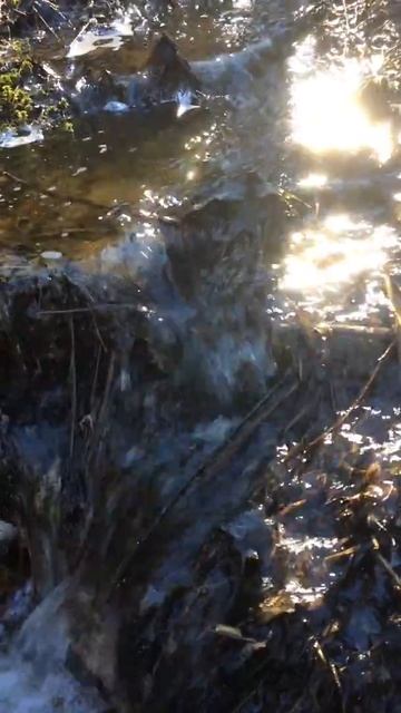 Таёжные ручьи Карельского перешейка. смотреть онлайн