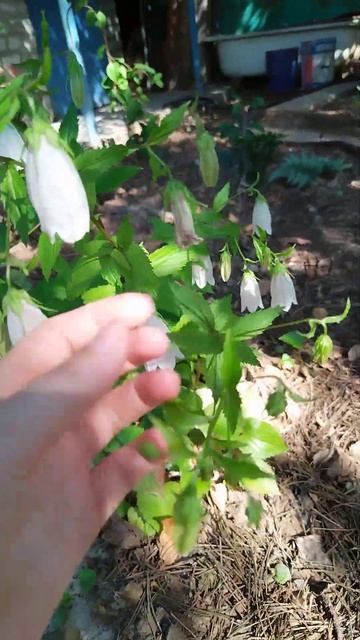 колокольчик точечный смотреть онлайн