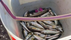 Широкая Балка 10.01.25, ловим ставриду в Черном море. Дель?