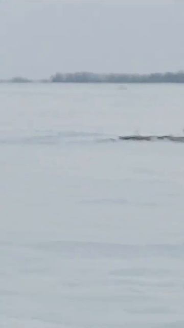 Спасают рыбу от недостатка кислорода. Акция "Рыбе быть смотреть онлайн