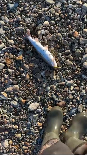 Ловля горбуши на воблер 45 мм (4.4 гр) от Mr. Musurok смотреть онлайн