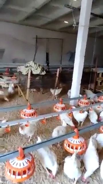 Как содержится маточное поголовье легорна на птицефа? смотреть онлайн