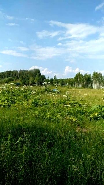 Борщевик видео смотреть онлайн