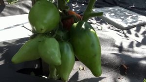 Томатный Гном Головорез в открытом грунте всегда спее