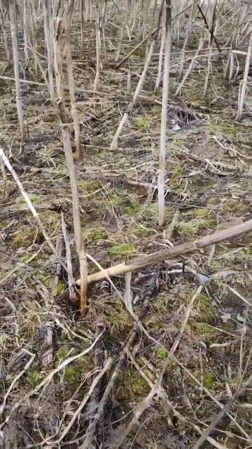 Поле борщевика смотреть онлайн