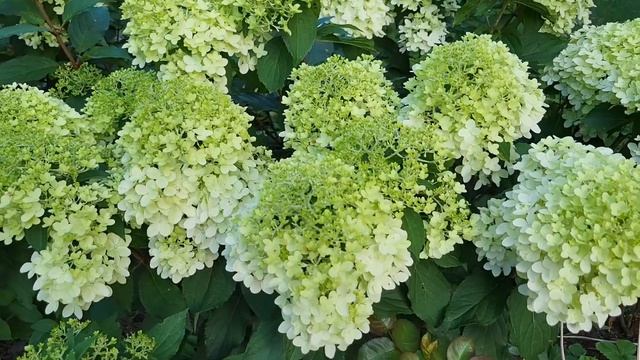 гортензия Пинкачу ( Pinkachu ) Июль 2024 смотреть онлайн