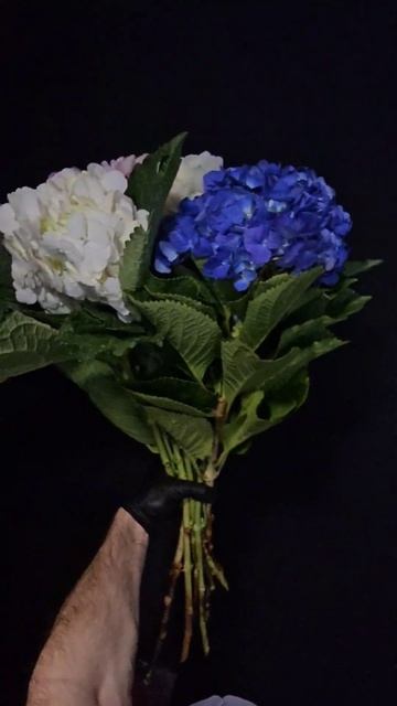 гортензия #flowers #shortvideo #цветы смотреть онлайн