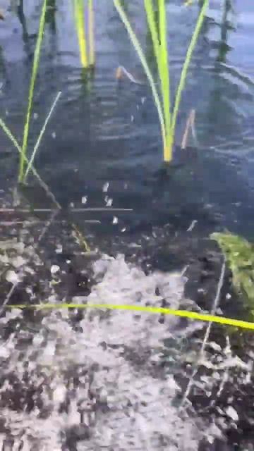 Рыбалка на верши!!! Отличный улов! Архив 2023! смотреть онлайн