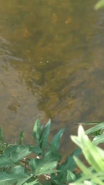 1646 Рыба Хариус на Косынку Тайга #иииразум #рыбалка #тай смотреть онлайн