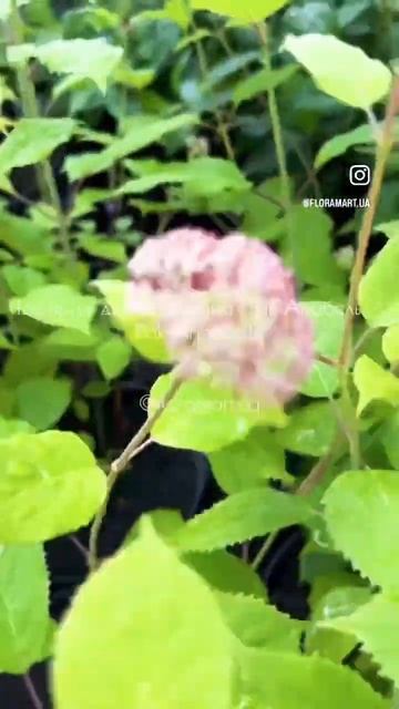 Гортензія деревоподібна Пінк Анабель / Pink Annabelle🌸