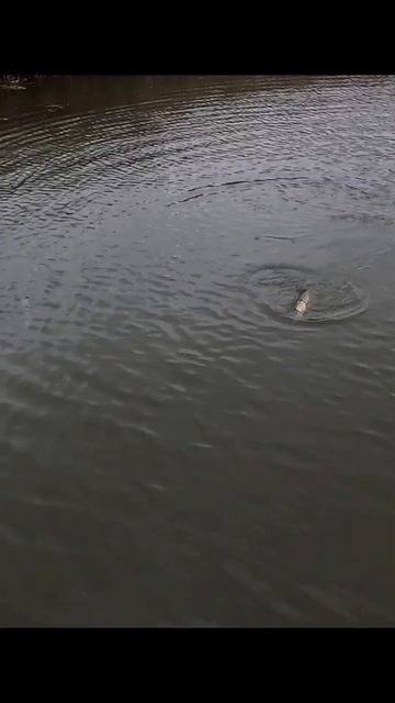 Щука на силікон Relax груз 3г смотреть онлайн