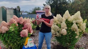 11.09.24.Подкормки гортензии с весны до осени 🌸🌸🌸🌸🌸