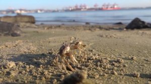 Дурбан (ЮАР): Солнечный Пляж, Люди и Маленькие Песчаные Крабы у Индийского Океана