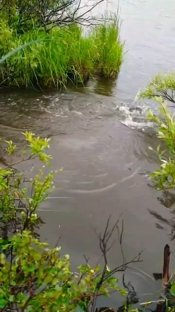 Рыбалка это дело КЛЁвоЕ#увлечение #семья #рыбалка #fishing смотреть онлайн