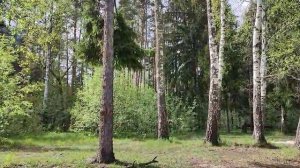 Природа, что может быть лучше?